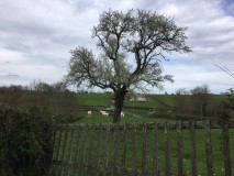 15 avril - Au pays du Charolais (Bourgogne Sud)