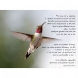 11 juin - Légende du colibri